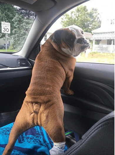 Lisa Raymond Pet Charlie